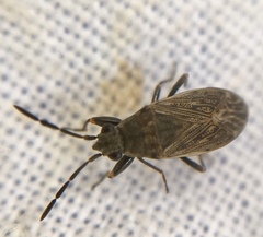 Peritrechus geniculatus