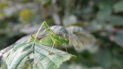 Leptophyes laticauda