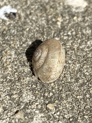 Ventridens intertextus