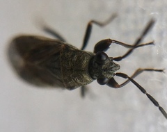 Peritrechus geniculatus