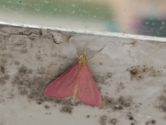 Pyrausta inornatalis