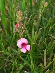 Indigofera platypoda