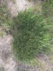 Indigofera platypoda