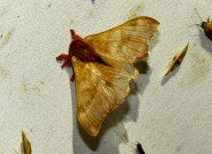 Hylesia coinopus