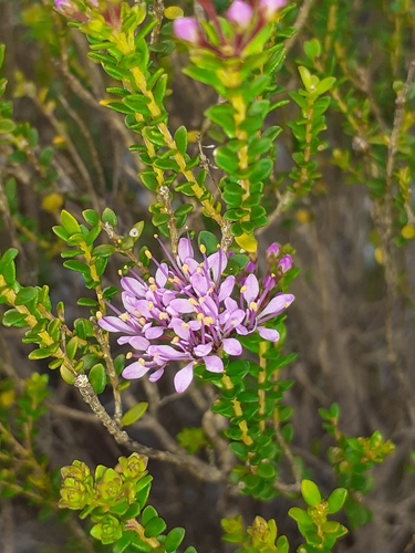 Langebaan Buchu (Agathosma thymifolia)