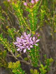 Agathosma thymifolia