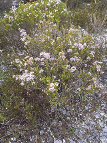 Image of Agathosma thymifolia by (c) Brian du Preez, some rights reserved (CC BY-SA)