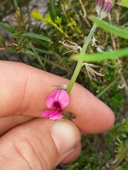 Indigofera platypoda