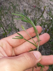 Indigofera platypoda