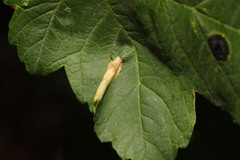 Phyllonorycter geniculella