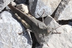 Spharagemon saxatile