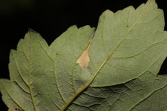 Phyllonorycter geniculella