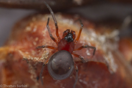 Ceraticelus atriceps · iNaturalist