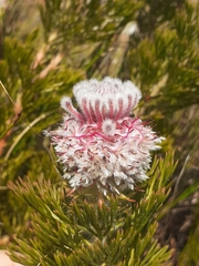 Serruria hirsuta