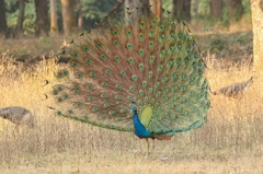 Indian Peafowl photo 1
