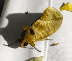 Eudocima serpentifera