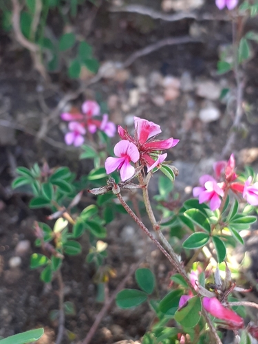 Image of Indigofera dodii by (c) Brian du Preez, some rights reserved (CC BY-SA)