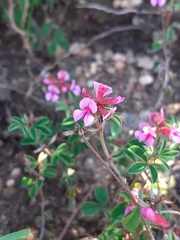 Indigofera dodii