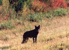 Canis lupus occidentalis