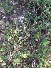 Indigofera dodii