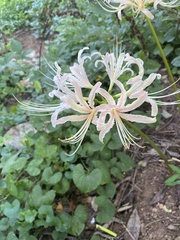 Lycoris