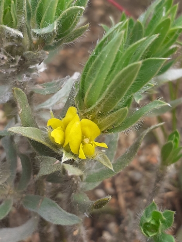 Image of Xiphotheca lanceolata by (c) Brian du Preez, some rights reserved (CC BY-SA)