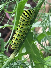 Papilio polyxenes