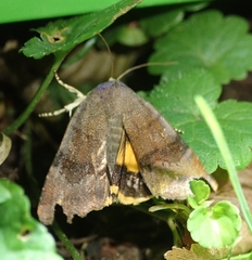 Noctua janthina