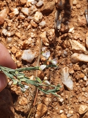 Hebecarpa barbeyana