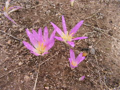 Colchicum filifolium