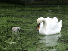 Cygnus olor