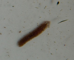 Girardia tigrina