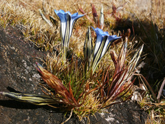 Gentiana sino-ornata