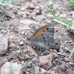 Cissia rubricata smithorum