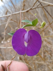 Centrosema brasilianum