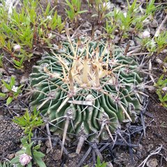 Echinofossulocactus crispatus