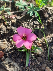 Moraea versicolor