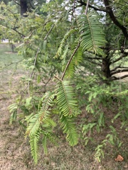 Metasequoia