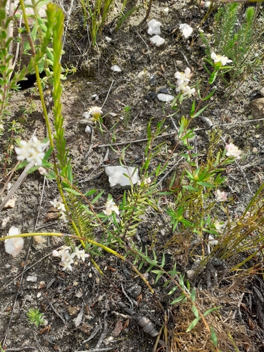 Image of Lachnaea burchellii by (c) Brian du Preez, some rights reserved (CC BY-SA)