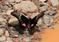 Heraclides anchisiades capys