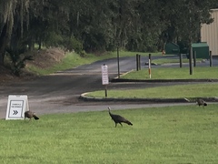 Meleagris gallopavo osceola