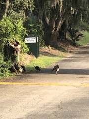 Meleagris gallopavo osceola