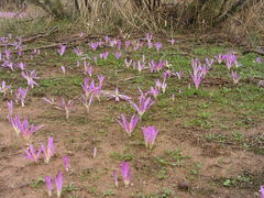 Colchicum filifolium