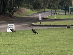 Meleagris gallopavo osceola