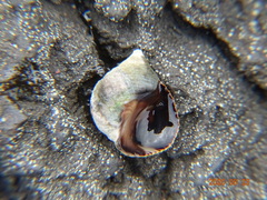 Tectarius striatus