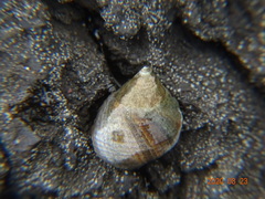 Tectarius striatus