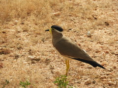 Vanellus malabaricus