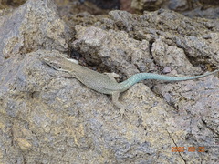 Madeira Lizard photo 3