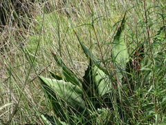 Agave bovicornuta