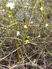 Aspalathus tenuissima